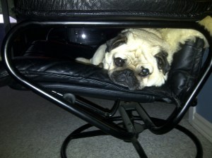 Pug lying on chair