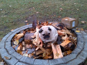 Picture of Pug on the fire pit - with no fire
