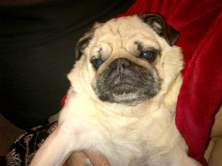 IMG-20130331-00210.jpg Doug the Pug Sitting in my Arms