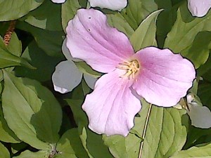 Single pink Trillium