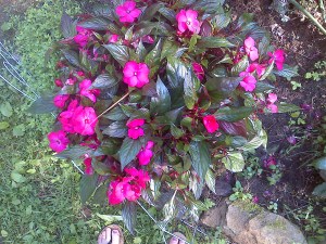 Impatients in a barrel