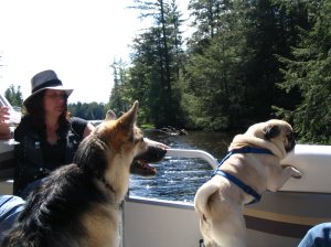 german shepard and pug in a boat