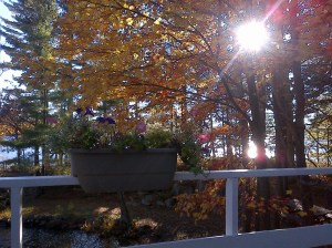 deck railing, sun shining through trees