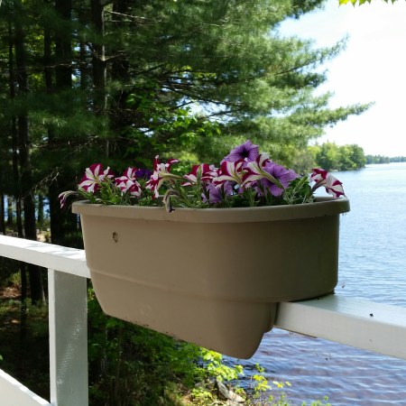 Flowers in a box view from the lake