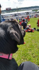 Dog watching race