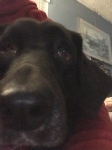 Peanut our black lab
