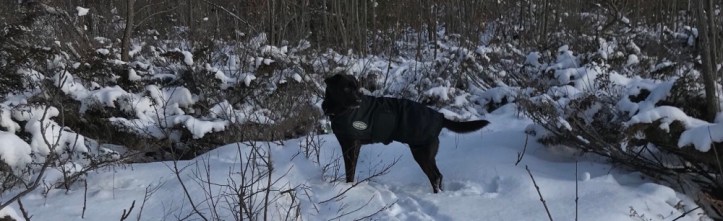 Black dog with white markings standing in snow at Lookout Park
