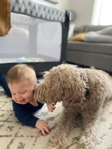 7 month old boy being kissed by his dog who is a brown labradoodle