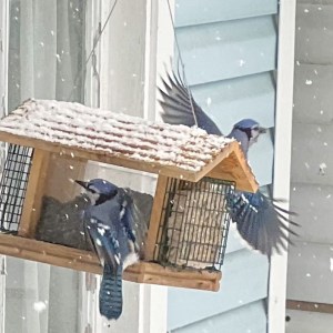 Wooden bird feeder with two blue jays 