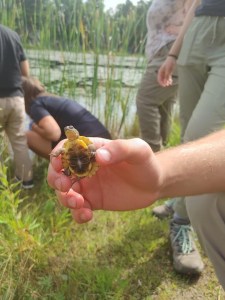 Baby turtle being held up in a hand 